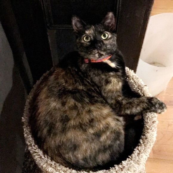 Meet your Posher, Jessica - Picture 1 of 1